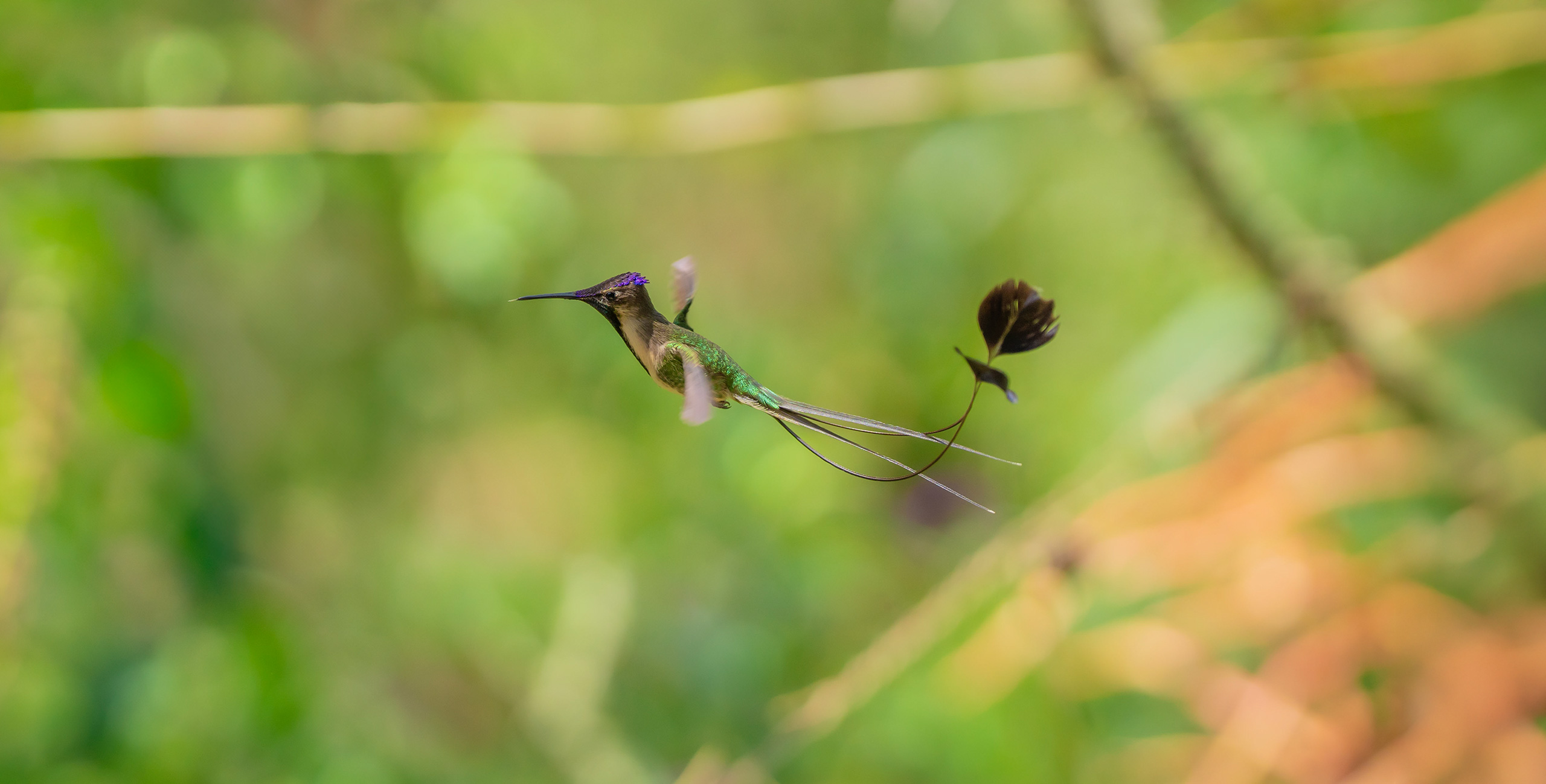 El Colibrí Más Hermoso del Mundo: Un Tesoro del Perú